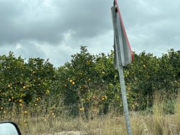 065-12-12-2025 IMG_3199